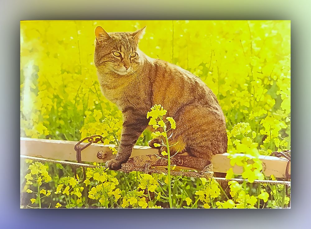 Katze auf Balken zwischen Pflanzen - Druck